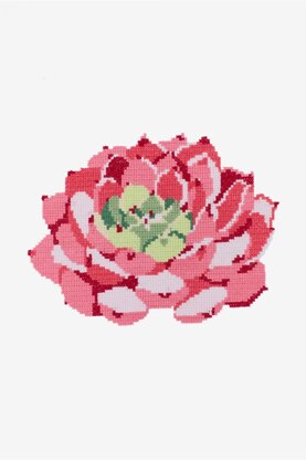 Pink Echeveria Succulent in DMC - PAT0560 - Downloadable PDF