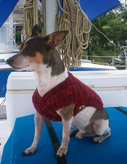 The Admiral's Dog Sweater