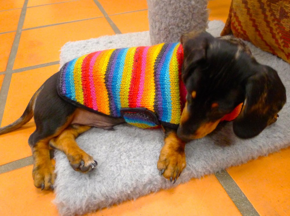 Colourful Small Dog Sweater Knitting Pattern with Lining