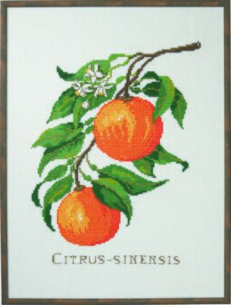 Permin Citrus-Senensis Cross Stitch Kit - 29 x 39 cm