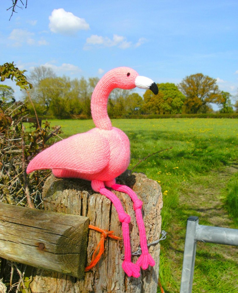 Flamingo Felipe