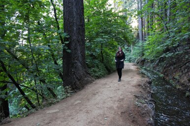 A Walk Through the Woods Cowl